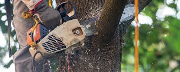 Best Tree Maintenance Programs  in Paonia, CO