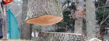 Best Tree Cabling and Bracing  in Paonia, CO