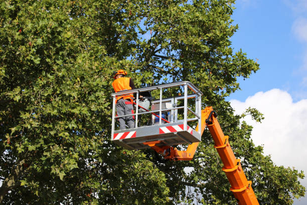 Best Stump Grinding and Removal  in Paonia, CO