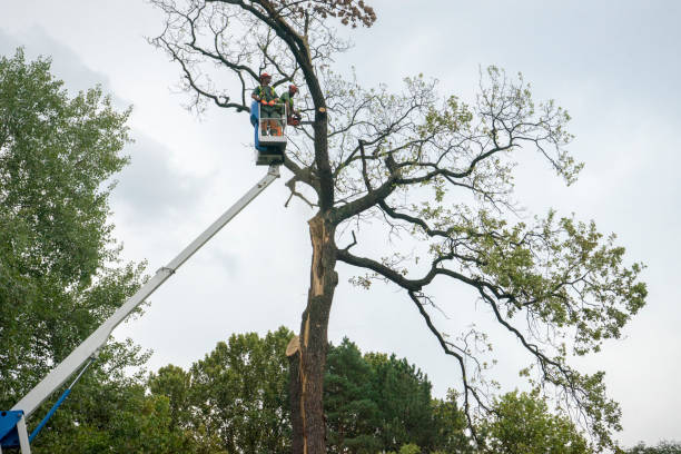 Best Palm Tree Trimming  in Paonia, CO