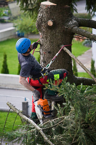 Best Tree Preservation Services  in Paonia, CO