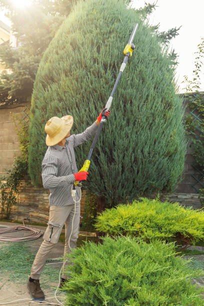 Professional Tree Services in Paonia, CO