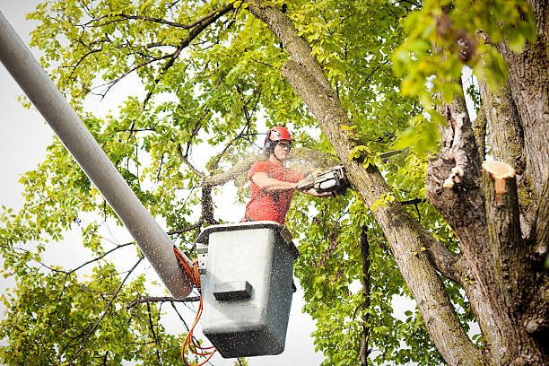 Best Arborist Consultation Services  in Paonia, CO