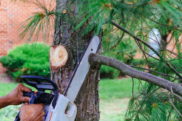 How Our Tree Care Process Works  in  Paonia, CO